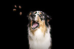 Australian Shepherd Hndin