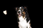 Australian Shepherd Hndin