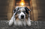 Australian Shepherd Rde