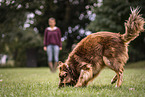 Australian Shepherd