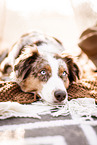 Australian Shepherd Hndin