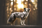 Australian Shepherd Hndin