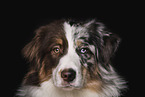 Australian Shepherd Rde