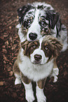 Australian Shepherd R�de