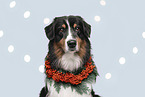 ausgewachsener Australian Shepherd