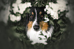 ausgewachsener Australian Shepherd