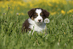 Australian Shepherd Welpe