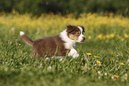 Australian Shepherd Welpe