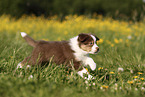 Australian Shepherd Welpe