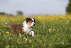 Australian Shepherd Welpe