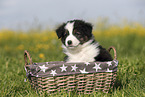 Australian Shepherd Welpe