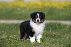 Australian Shepherd Welpe