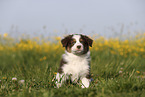 Australian Shepherd Welpe