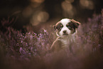 Australian Shepherd Welpe