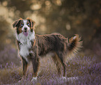 ausgewachsener Australian Shepherd