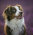 ausgewachsener Australian Shepherd