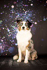 ausgewachsener Australian Shepherd