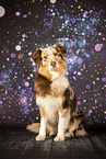 ausgewachsener Australian Shepherd