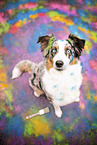 ausgewachsener Australian Shepherd