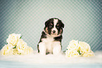 Australian Shepherd Welpe