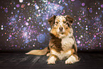 ausgewachsener Australian Shepherd