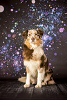 ausgewachsener Australian Shepherd