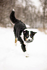 ausgewachsener Australian Shepherd