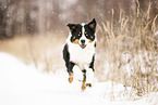 ausgewachsener Australian Shepherd