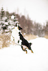 ausgewachsener Australian Shepherd