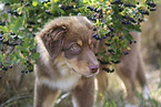 red-tri Australian Shepherd Welpe