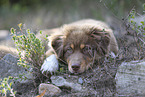 red-tri Australian Shepherd Welpe