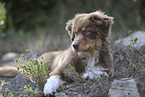 red-tri Australian Shepherd Welpe