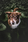 ausgewachsener Australian Shepherd