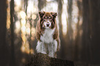 ausgewachsener Australian Shepherd