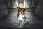 ausgewachsener Australian Shepherd