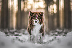ausgewachsener Australian Shepherd