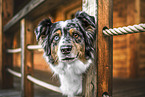 ausgewachsener Australian Shepherd