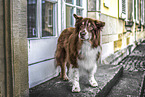 ausgewachsener Australian Shepherd