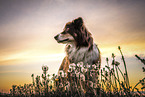 ausgewachsener Australian Shepherd