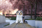 Australian Shepherd Hndin