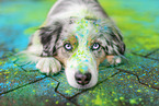 blue-merle Australian Shepherd