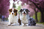 2 Australian Shepherd