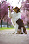 Australian Shepherd