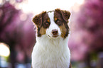 Australian Shepherd