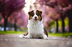 Australian Shepherd