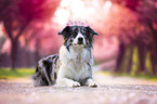 Australian Shepherd