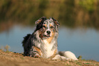 Australian Shepherd