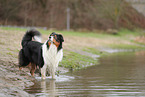 Australian Shepherd