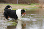 Australian Shepherd