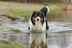 Australian Shepherd